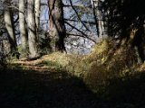 DSC_4611.JPG